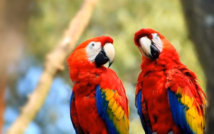 Bộ lông sặc sỡ như cầu vồng. Vẹt đỏ đuôi dài (Ara macao) có màu đỏ chủ đạo kết hợp xanh và vàng, giúp chúng dễ dàng nhận diện và giao tiếp với các cá thể khác trong đàn. Ảnh: Pinterest.