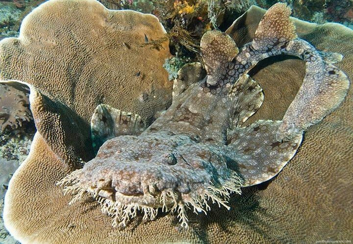 Phân bố chủ yếu ở vùng biển nhiệt đới. Loài cá mập này sinh sống phổ biến tại khu vực Ấn Độ Dương – Thái Bình Dương, đặc biệt quanh Úc, Indonesia, Papua New Guinea và các đảo nhiệt đới có rạn san hô phát triển. Ảnh: Pinterest.