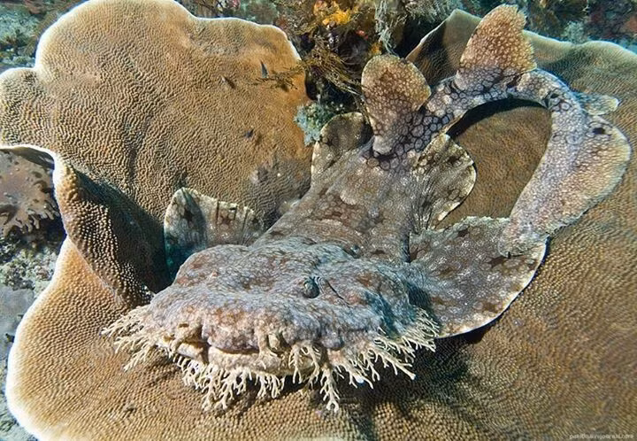 Phân bố chủ yếu ở vùng biển nhiệt đới. Loài cá mập này sinh sống phổ biến tại khu vực Ấn Độ Dương – Thái Bình Dương, đặc biệt quanh Úc, Indonesia, Papua New Guinea và các đảo nhiệt đới có rạn san hô phát triển. Ảnh: Pinterest.