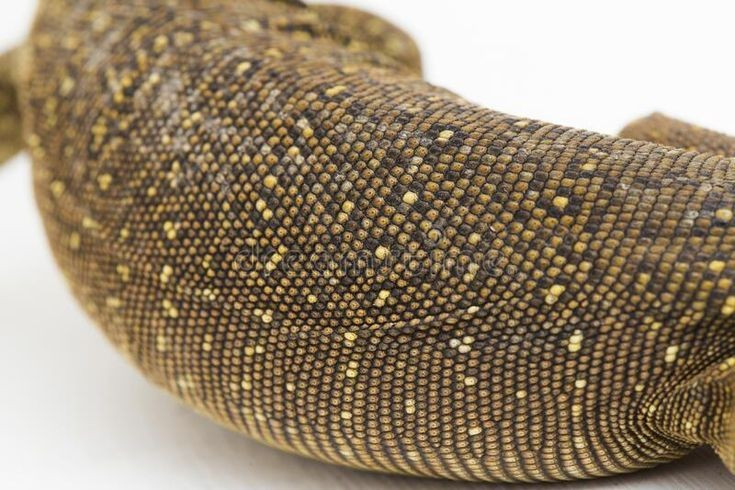 2. Hoa văn cơ thể đặc biệt. Lưng và thân chúng có các vệt hoa văn tạo nên vẻ ngoài như sương mù hoặc mây mờ, đúng với tên khoa học “nebulosus”, nghĩa là “mây” trong tiếng Latin. Ảnh: Pinterest.