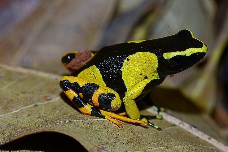 Sinh sản phụ thuộc chặt chẽ vào môi trường rừng ẩm. Chúng đẻ trứng ở những nơi ẩm ướt gần mặt đất, trứng và nòng nọc phát triển nhờ độ ẩm cao và hệ sinh thái rừng nguyên sinh. Ảnh: Pinterest.