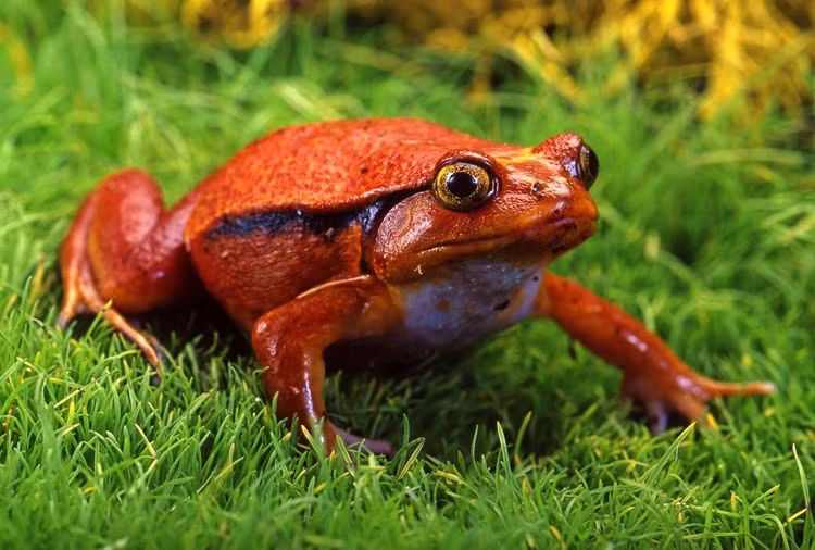 Sinh sản gắn liền với mùa mưa. Vào mùa mưa, ếch cà chua tụ tập tại các vũng nước tạm thời để giao phối, con cái có thể đẻ hàng nghìn trứng, nòng nọc phát triển nhanh để kịp thích nghi khi nước rút. Ảnh: Pinterest.