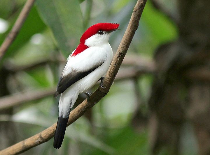 Sống gần các nguồn nước trong rừng khô. Dù phân bố ở vùng bán khô hạn Caatinga, chim di Araripe lại phụ thuộc chặt chẽ vào các dải rừng ẩm nhỏ dọc theo suối và mạch nước ngầm. Sự phụ thuộc này khiến chúng nhạy cảm với việc khai thác nước và phá rừng. Ảnh: Pinterest.