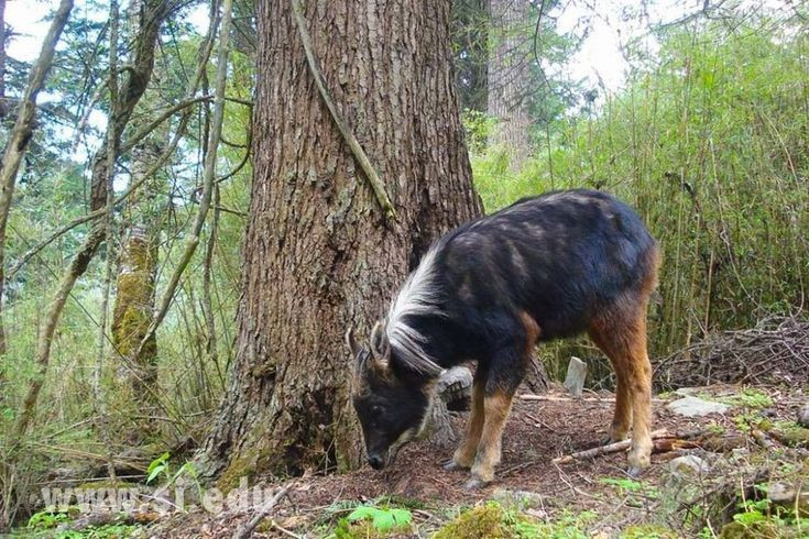 7. Có tiếng kêu đặc biệt để cảnh báo. Khi gặp nguy hiểm, sơn dương phát ra tiếng rít cao để cảnh báo đồng loại, sau đó nhanh chóng bỏ chạy lên các triền đá hiểm trở. Ảnh: Pinterest.