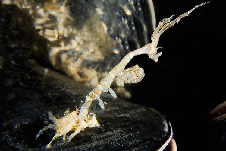 Chế độ ăn linh hoạt và cơ hội. Chúng ăn tảo nhỏ, mảnh vụn hữu cơ, sinh vật phù du và đôi khi cả xác sinh vật chết, đóng vai trò quan trọng trong chu trình tái chế chất dinh dưỡng của hệ sinh thái biển. Ảnh: biologiamarina.org.