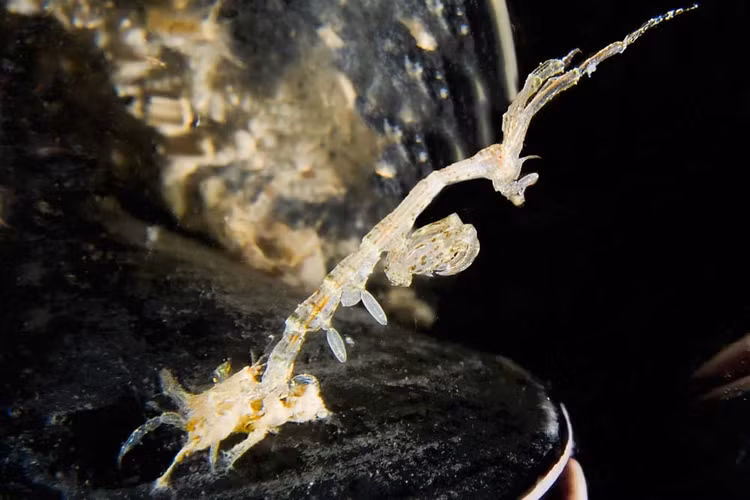 Chế độ ăn linh hoạt và cơ hội. Chúng ăn tảo nhỏ, mảnh vụn hữu cơ, sinh vật phù du và đôi khi cả xác sinh vật chết, đóng vai trò quan trọng trong chu trình tái chế chất dinh dưỡng của hệ sinh thái biển. Ảnh: biologiamarina.org.