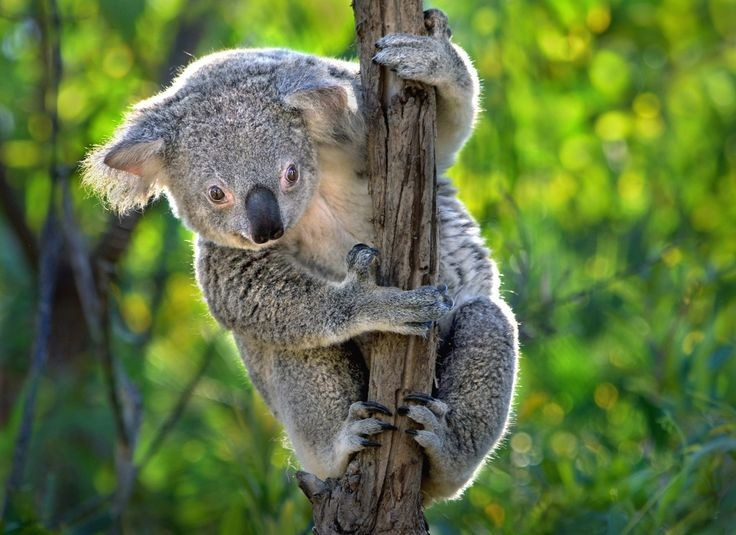 1. Không phải gấu. Dù thường được gọi là “gấu koala”, chúng thực chất là loài thú có túi, họ hàng gần với kangaroo và wombat. Ảnh: Pinterest.