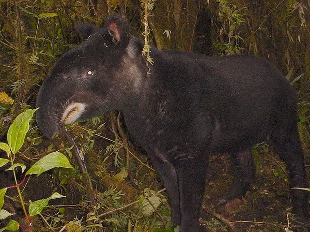 Có chiếc “vòi” linh hoạt đặc trưng. Giống các loài heo vòi khác, chúng có phần mũi kéo dài giống vòi nhỏ, rất linh hoạt. Cấu trúc này giúp chúng hái lá, quả và chồi non – nguồn thức ăn chính trong môi trường rừng núi. Ảnh:tapirday.org.