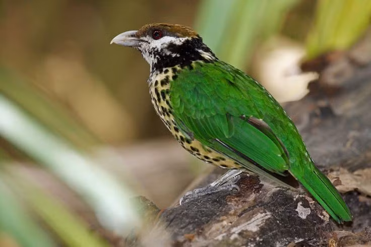 Chúng bay không giỏi nhưng leo trèo rất tốt. Chân khỏe giúp chúng di chuyển qua các tán cây. Ảnh: Pinterest.