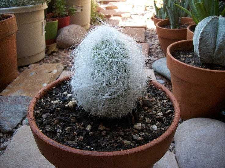 Được trồng làm cây cảnh phổ biến trên thế giới. Nhờ hình dáng lạ mắt, chúng trở thành biểu tượng vui tươi của các bộ sưu tập cây sa mạc. Ảnh: Pinterest.