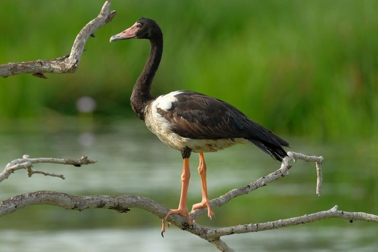 Loài chim duy nhất trong họ riêng biệt. Ngỗng bồ các (Anseranas semipalmata) là loài duy nhất còn tồn tại trong họ Anseranatidae. Điều này khiến nó trở thành một nhánh tiến hóa rất đặc biệt trong nhóm chim nước, khác biệt đáng kể so với các loài vịt, ngỗng và thiên nga thuộc họ Anatidae quen thuộc. Ảnh: Pinterest.