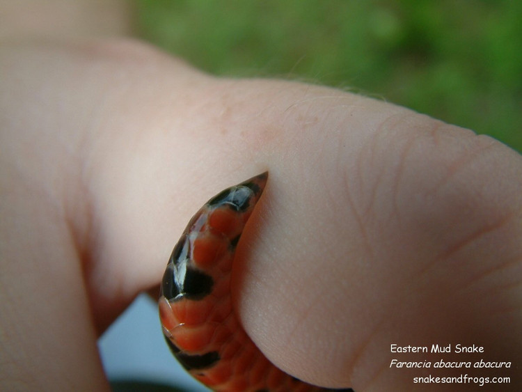 Đuôi cứng dùng để phòng thủ. Phần cuối đuôi có chóp sừng cứng, được dùng như “kim nhọn” để chích vào kẻ tấn công. Đây là hành vi phòng vệ đặc trưng khiến chúng có biệt danh “stinging snake” (rắn chích). Ảnh: neoperceptions.com.