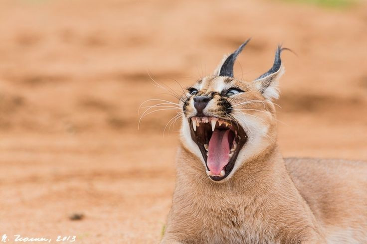 Không cần nhiều nước để sống. Chúng hấp thu phần lớn lượng nước từ con mồi, giúp tồn tại trong môi trường khô cằn thiếu nguồn nước mặt. Ảnh: Pinterest.