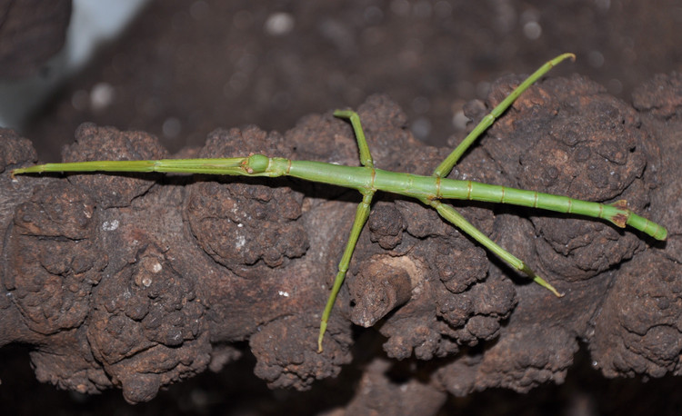 4. Di chuyển chậm rãi, mô phỏng chuyển động của cành cây. Khi di chuyển, bọ que thường lắc lư theo kiểu “gió thổi” để giả dạng một cành cây đang lay động, qua đó tăng hiệu quả ngụy trang. Ảnh: biolib.cz.