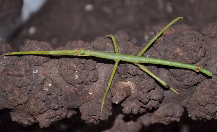 4. Di chuyển chậm rãi, mô phỏng chuyển động của cành cây. Khi di chuyển, bọ que thường lắc lư theo kiểu “gió thổi” để giả dạng một cành cây đang lay động, qua đó tăng hiệu quả ngụy trang. Ảnh: biolib.cz.