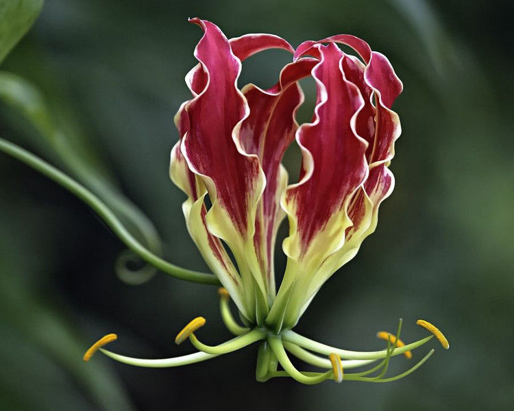 Được dùng trong y học truyền thống. Ở liều thấp và được xử lý đúng cách, củ cây có thể được dùng để trị thấp khớp và nhiễm trùng. Ảnh: Pinterest.