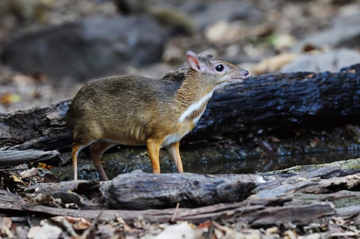 7. Gắn liền với truyền thuyết dân gian. Trong nhiều câu chuyện cổ tích Malaysia và Indonesia, cheo cheo là biểu tượng của sự khôn ngoan, thông minh và lém lỉnh trước kẻ mạnh hơn. Ảnh: Pinterest.