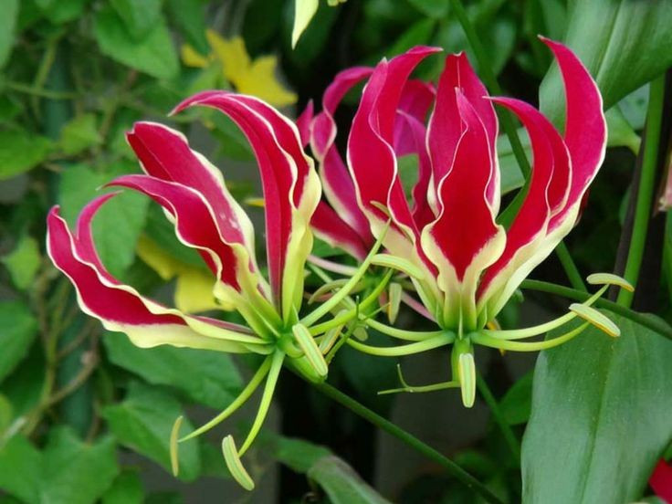 Cực độc với con người. Củ của cây chứa colchicine có thể gây tử vong nếu nuốt phải chỉ với liều rất nhỏ. Ảnh: Pinterest.