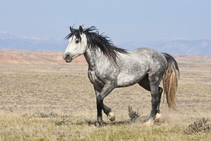 Lợi thế sinh tồn vượt trội. Cấu trúc một ngón giúp ngựa đạt tốc độ cao, di chuyển đường dài hiệu quả, góp phần vào sự thành công tiến hóa và lan rộng của loài trên khắp thế giới. Ảnh: Pinterest.