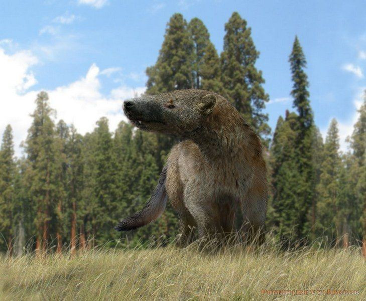 8. Bị tuyệt chủng do cạnh tranh với thú ăn thịt hiện đại. Hyaenodon suy giảm và biến mất khi các loài thú ăn thịt tiên tiến hơn như họ mèo và chó tiến hóa với hệ thần kinh và giác quan ưu việt hơn. Ảnh: Pinterest.