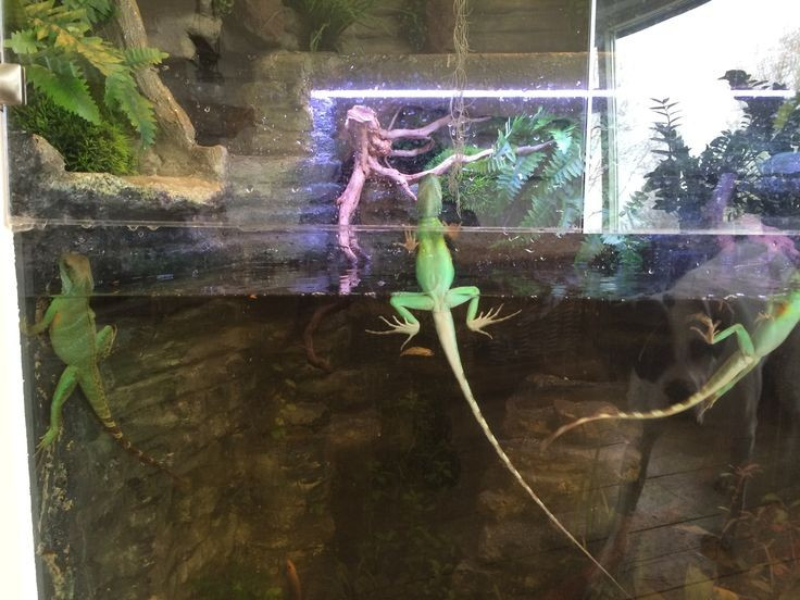 Chế độ ăn linh hoạt. Rồng đất là loài ăn tạp thiên về động vật, bao gồm côn trùng, ếch nhái nhỏ, cá và đôi khi cả trái cây. Trong điều kiện nuôi nhốt, chúng cần khẩu phần đa dạng để duy trì sức khỏe và màu sắc tươi sáng. Ảnh: Pinterest.