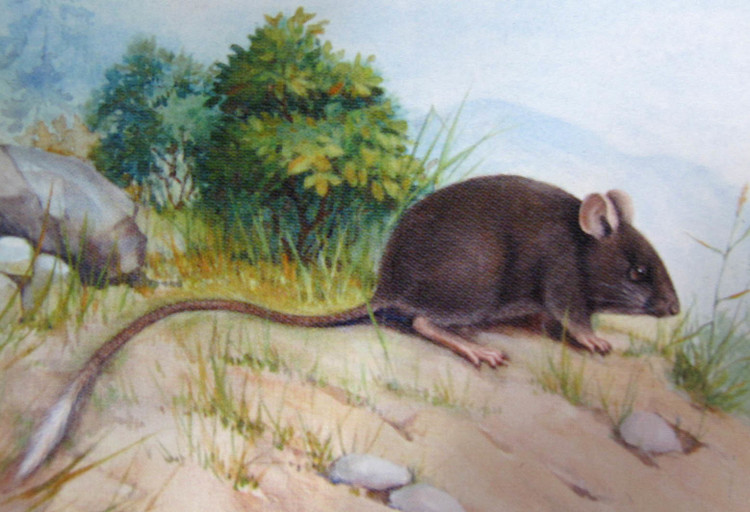 4. Có cơ thể nhỏ nhắn và đuôi dài rậm lông. Chiều dài thân chỉ khoảng 7–9 cm, nhưng đuôi có thể dài hơn cơ thể, giúp chúng duy trì thăng bằng khi di chuyển trong hang hẹp. Ảnh: inaturalist.