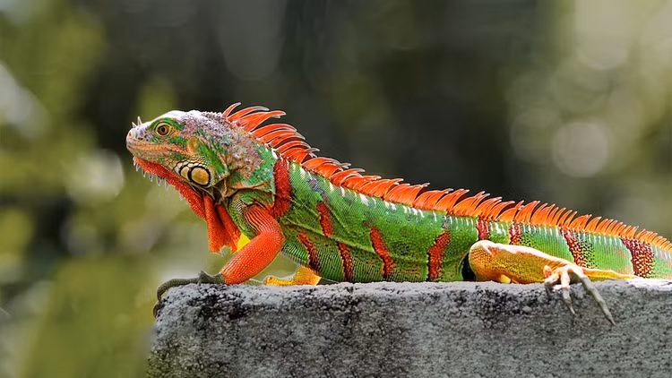 Màu sắc thay đổi theo tuổi. Dù được gọi là cự đà xanh, nhưng chúng có thể chuyển sang màu cam hoặc nâu khi trưởng thành. Ảnh: Pinterest.