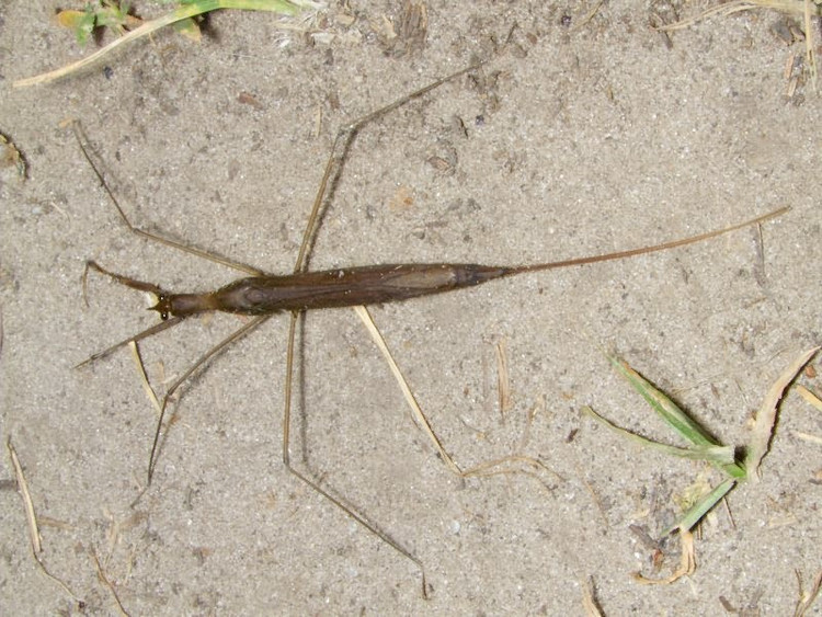 Có ống thở dài hoạt động như ống thở của thợ lặn. Phần đuôi kéo dài của Ranatra linearis thực chất là ống thở, giúp chúng lấy oxy từ không khí trong khi toàn thân vẫn chìm dưới nước. Ảnh: ukrbin.com.