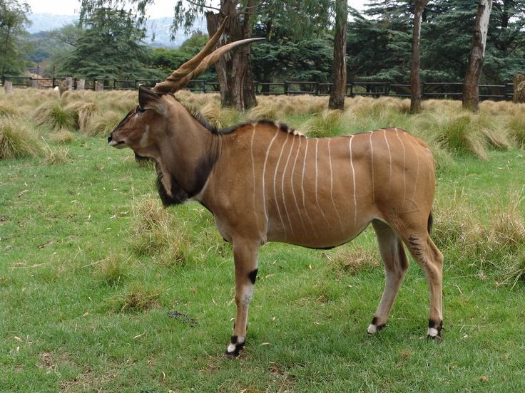 Hun hoorns kunnen tot 1,2 meter lang worden. De symmetrische spiraalvormige hoorns zijn een onderscheidend kenmerk dat helpt bij het identificeren van deze soort. Foto: Pinterest. Sừng của chúng có thể dài tới 1,2 mét. Cặp sừng xoắn ốc đối xứng là dấu hiệu đặc trưng giúp nhận diện loài này. Ảnh: Pinterest.