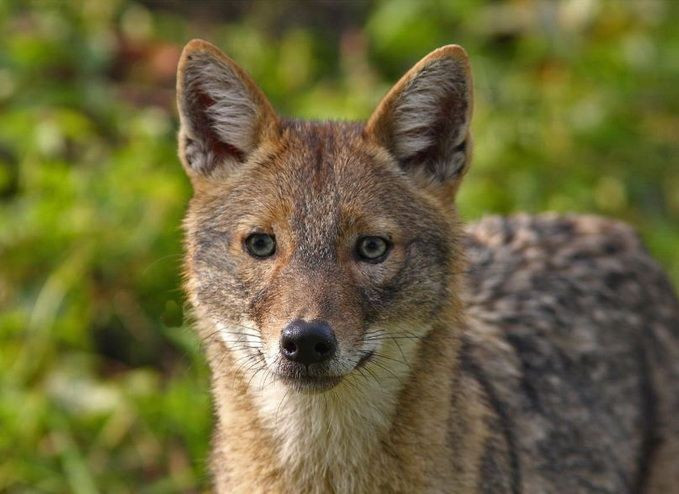 1. Là họ hàng gần với chó nhà và sói. Chó rừng thuộc chi Canis, có quan hệ tiến hóa gần với chó nhà (Canis lupus familiaris) và sói xám (Canis lupus), chia sẻ nhiều đặc điểm sinh học tương đồng. Ảnh: Pinterest.