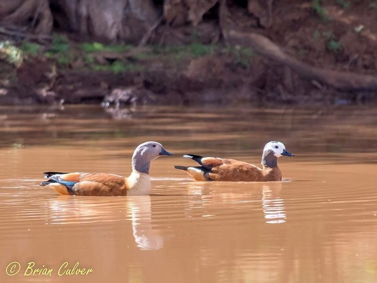 Tên gọi gắn với tiếng kêu huýt gió. Các loài le nâu thuộc phân họ Dendrocygninae thường được gọi là “vịt huýt gió” (whistling ducks) trong tiếng Anh vì tiếng kêu cao, vang và giống tiếng huýt gió. Âm thanh này giúp các cá thể giữ liên lạc khi bay theo đàn hoặc kiếm ăn trong những vùng đầm lầy rộng lớn. Ảnh: Pinterest.