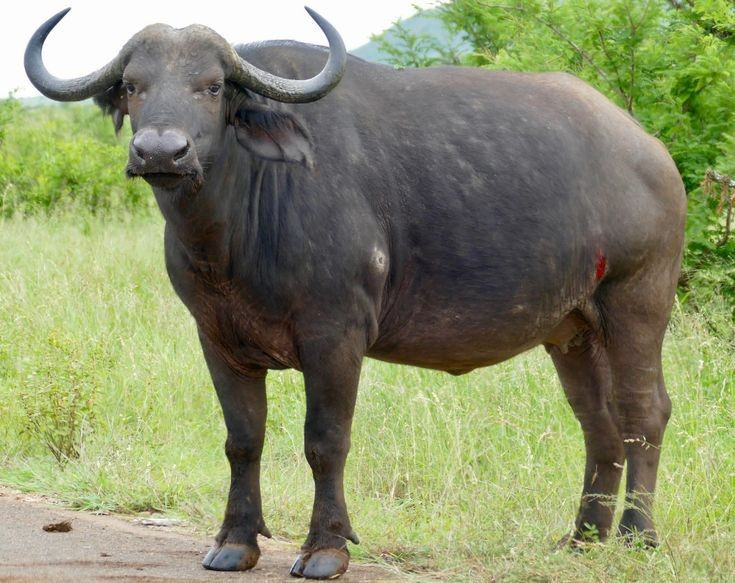 Ngoại hình to lớn và khỏe mạnh. Trâu rừng châu Phi có thể nặng từ 500 đến hơn 900 kg, sở hữu cặp sừng cong đặc trưng giúp tự vệ và tạo nên dáng vẻ hùng dũng. Ảnh: Pinterest.