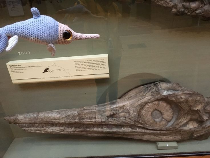 Bộ xương giúp hiểu rõ sự tiến hóa của sinh vật biển cổ đại. Nhờ các hóa thạch hoàn chỉnh của Temnodontosaurus, giới khoa học biết thêm nhiều về sinh học biển thời Jura. Ảnh: Pinterest.