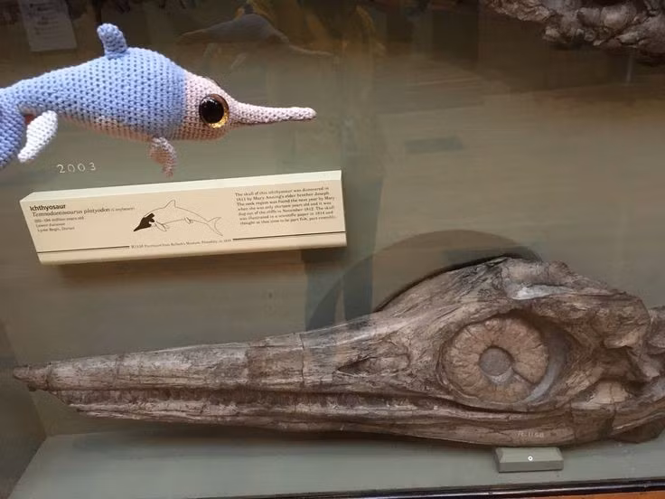 Bộ xương giúp hiểu rõ sự tiến hóa của sinh vật biển cổ đại. Nhờ các hóa thạch hoàn chỉnh của Temnodontosaurus, giới khoa học biết thêm nhiều về sinh học biển thời Jura. Ảnh: Pinterest.