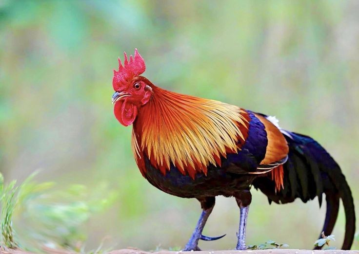 3. Tiếng gáy vang xa và có chức năng lãnh thổ. Gà rừng gáy để khẳng định sự hiện diện của mình trong khu vực, thu hút bạn tình và cảnh báo kẻ xâm nhập. Tiếng gáy có thể vang xa hàng trăm mét trong rừng. Ảnh: Pinterest.