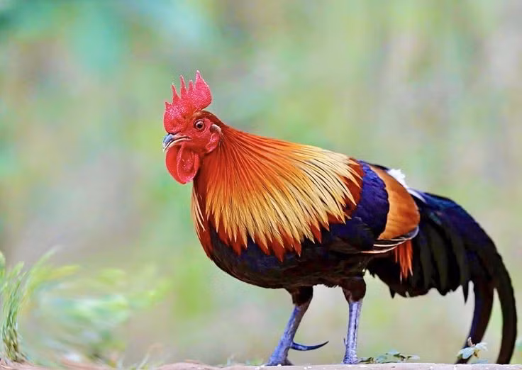 3. Tiếng gáy vang xa và có chức năng lãnh thổ. Gà rừng gáy để khẳng định sự hiện diện của mình trong khu vực, thu hút bạn tình và cảnh báo kẻ xâm nhập. Tiếng gáy có thể vang xa hàng trăm mét trong rừng. Ảnh: Pinterest.