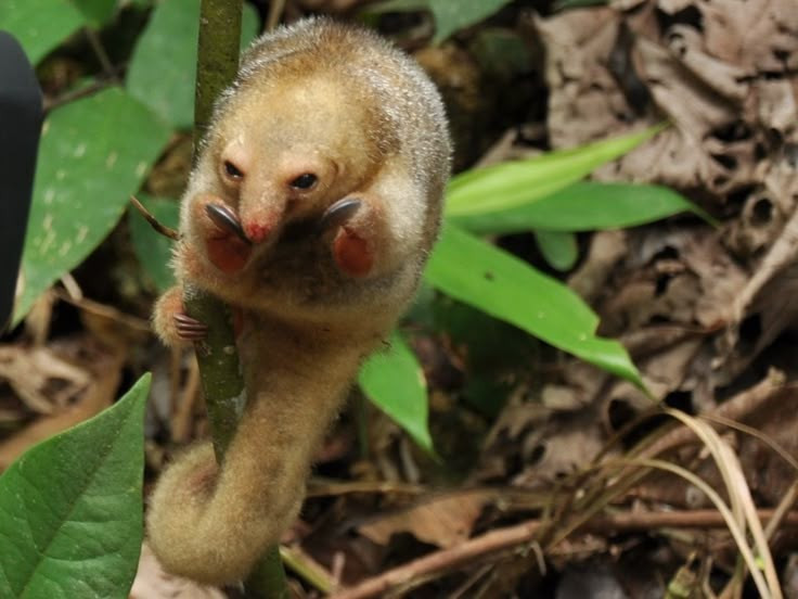 Hoạt động về đêm. Thú ăn kiến lông mượt là loài sống về đêm điển hình, ban ngày cuộn mình ngủ yên, ban đêm mới chậm rãi di chuyển để tìm kiến và mối, giúp tránh được nhiều kẻ săn mồi. Ảnh: Pinterest.