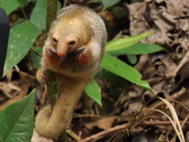 Hoạt động về đêm. Thú ăn kiến lông mượt là loài sống về đêm điển hình, ban ngày cuộn mình ngủ yên, ban đêm mới chậm rãi di chuyển để tìm kiến và mối, giúp tránh được nhiều kẻ săn mồi. Ảnh: Pinterest.