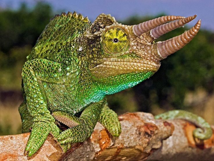 Đôi mắt của tắc kè hoa hoạt động độc lập. Mỗi mắt có thể xoay theo hướng khác nhau, cho phép chúng quan sát gần như toàn bộ không gian xung quanh mà không cần di chuyển đầu. Ảnh: Pinterest.