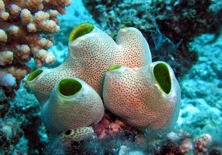 Ấu trùng bơi lội, trưởng thành “đứng yên”. Khi còn nhỏ, động vật có bao di chuyển tự do như nòng nọc, nhưng khi trưởng thành lại bám cố định vào đá hoặc san hô, sống kiểu lọc nước thụ động. Ảnh: Pinterest.