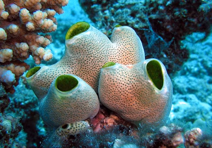 Ấu trùng bơi lội, trưởng thành “đứng yên”. Khi còn nhỏ, động vật có bao di chuyển tự do như nòng nọc, nhưng khi trưởng thành lại bám cố định vào đá hoặc san hô, sống kiểu lọc nước thụ động. Ảnh: Pinterest.