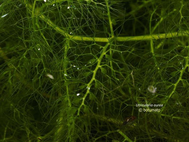 6. Tồn tại nhờ khả năng tiêu hóa động vật. Do thiếu dinh dưỡng từ đất, loài cây này bù đắp bằng cách phân giải con mồi để lấy nitơ và phốt pho. Ảnh: Pinterest.