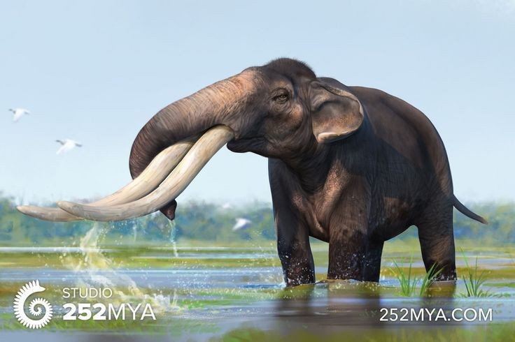 2. Ngà dài bất thường. Ngà của Stegodon có thể dài tới 3 mét, cong nhẹ về phía trước, giúp chúng đào bới hoặc phòng vệ trước kẻ thù. Ảnh: Pinterest.