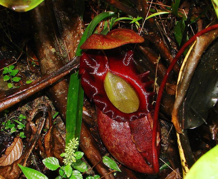 5. Nepenthes rajah có mối quan hệ cộng sinh với động vật. Một số loài ếch nhỏ và chuột cây thường sống gần hoặc trên cây để uống nước và ăn côn trùng. Đôi khi chúng gặp “tai nạn” và trở thành con mồi của cây. Ảnh: Pinterest.