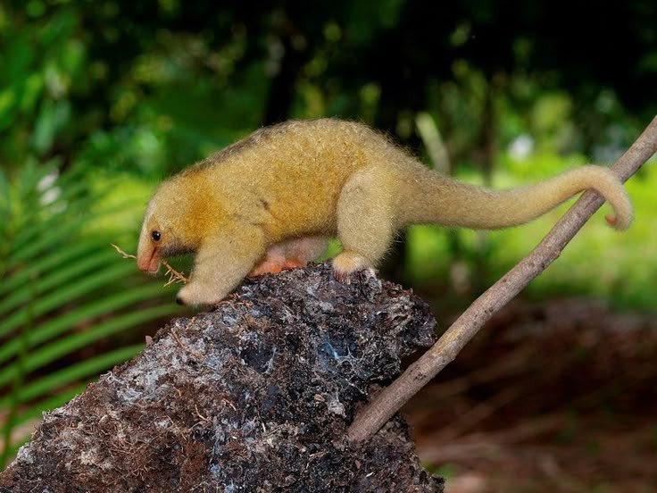 Khó quan sát trong tự nhiên. Nhờ kích thước nhỏ, màu lông tiệp môi trường và tập tính sống về đêm, thú ăn kiến lông mượt rất hiếm khi bị con người bắt gặp. Nhiều khía cạnh sinh học của loài này vẫn còn là điều bí ẩn. Ảnh: Pinterest.