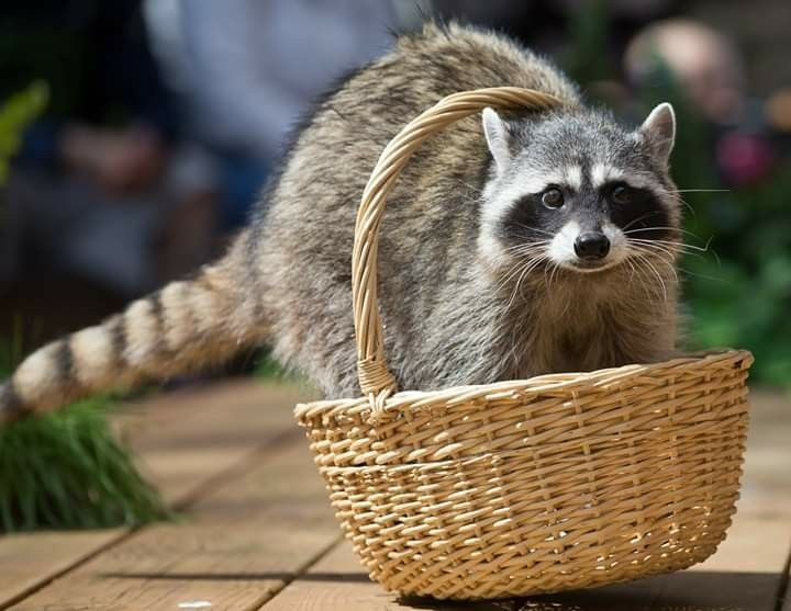 Trí thông minh vượt trội so với nhiều loài thú. Nghiên cứu cho thấy Procyon lotor có khả năng ghi nhớ lâu dài và giải quyết vấn đề phức tạp, thậm chí vượt một số loài linh trưởng trong các bài kiểm tra nhận thức. Ảnh: Pinterest.