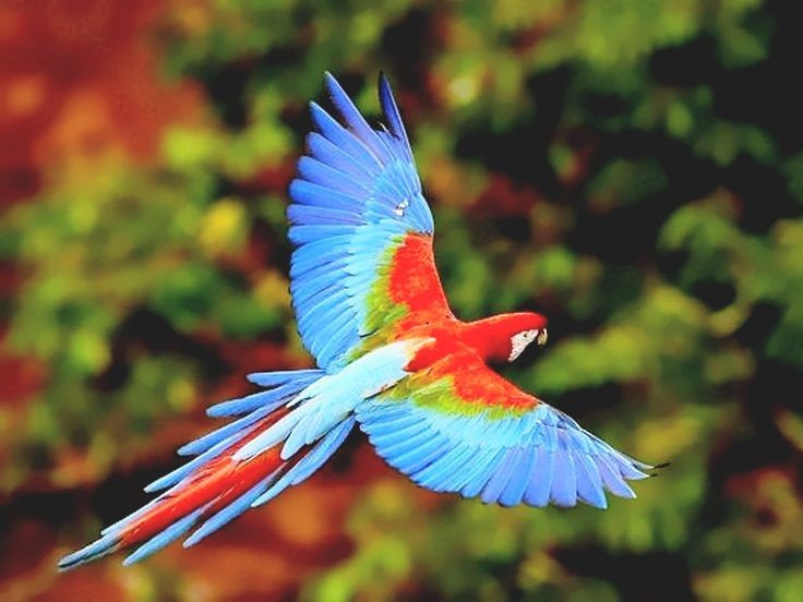 Bay đường dài linh hoạt. Đôi cánh dài và khỏe cho phép chúng bay qua những khoảng cách lớn giữa các khu rừng để tìm thức ăn. Ảnh: Pinterest.