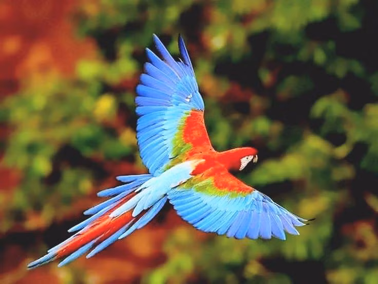 Bay đường dài linh hoạt. Đôi cánh dài và khỏe cho phép chúng bay qua những khoảng cách lớn giữa các khu rừng để tìm thức ăn. Ảnh: Pinterest.