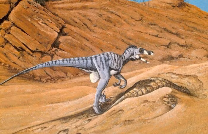 Sống ở vùng khí hậu khô và bán khô hạn. Các hóa thạch được tìm thấy chủ yếu ở Mông Cổ và Trung Quốc. Ảnh: Pinterest.