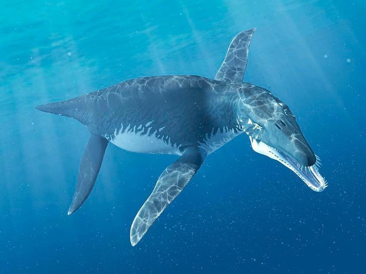 Sống ở biển nông. Các hóa thạch thường được tìm thấy ở vùng biển nông châu Âu thời Jura. Ảnh: Pinterest.